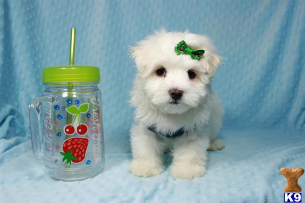 lvpuppyheaven Picture 1